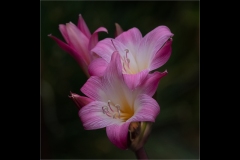 Melbourne Botanic Gardens Outing (Michelle Brasington ©)