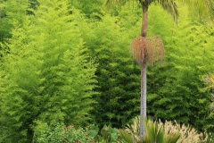 Melbourne Botanic Gardens Outing (Terry Noske ©)