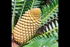 Melbourne Botanic Gardens Outing (Michael Brown ©)