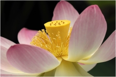 Melbourne Botanic Gardens Outing (Bob Clothier ©)