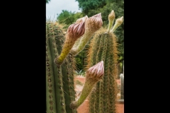 Melbourne Botanic Gardens Outing (David Dyett ©)