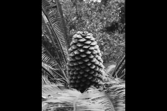 Melbourne Botanic Gardens Outing (Joe Hajdu ©)