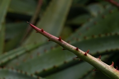 Melbourne Botanic Gardens Outing (Robert Fairweather ©)
