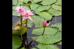 Melbourne Botanic Gardens Outing (Michael Brown ©)