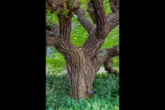 Melbourne Botanic Gardens Outing (David Dyett ©)