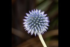 Melbourne Botanic Gardens Outing (Robert Fairweather ©)