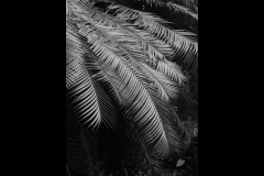 Melbourne Botanic Gardens Outing (Joe Hajdu ©)