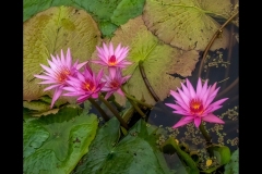 Melbourne Botanic Gardens Outing (Jim Weatherill ©)