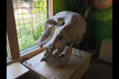 Melbourne Zoo Outing (Paul Palcsek ©)