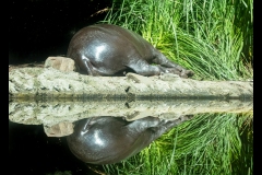 Melbourne Zoo Outing (Michelle Brasington ©)