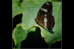 Melbourne Zoo Outing (Bob Clothier ©)