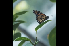 Melbourne Zoo Outing (Joe Hajdu ©)