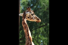 Melbourne Zoo Outing (Terry Noske ©)