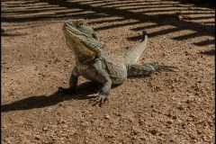Melbourne Zoo Outing (Robert Fairweather ©)