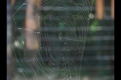 Melbourne Zoo Outing (Paul Palcsek ©)