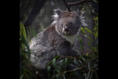 Melbourne Zoo Outing (Norman Blaikie ©)
