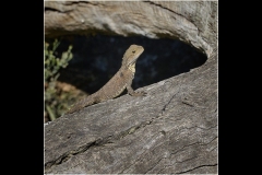 Melbourne Zoo Outing (Bob Clothier ©)