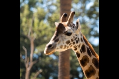 Melbourne Zoo Outing (Michael Brown ©)