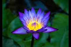 Melbourne Zoo Outing (Nicole Andrews ©)