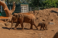 Melbourne Zoo Outing (Robert Fairweather ©)