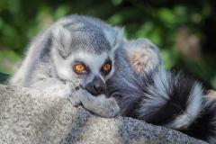 Contemplation - Melbourne Zoo Outing (Jim O’Donnell ©)