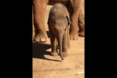 Melbourne Zoo Outing (Terry Noske ©)