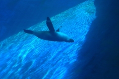 Melbourne Zoo Outing (Terry Noske ©)