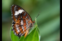 Melbourne Zoo Outing (Nicole Andrews ©)