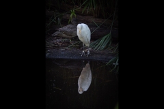 Melbourne Zoo Outing (Norman Blaikie ©)