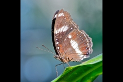 Butterly Study - Melbourne Zoo Outing (Jim O’Donnell ©)