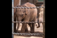 Locked Up - Melbourne Zoo Outing (David Dyett ©)