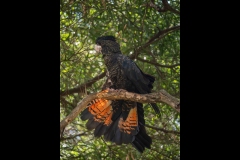 Melbourne Zoo Outing (Nicole Andrews ©)
