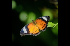 Melbourne Zoo Outing (Bob Clothier ©)