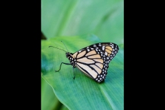 Melbourne Zoo Outing (David Dyett ©)