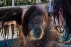 Melbourne Zoo Outing (Robert Fairweather ©)