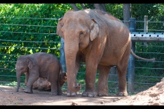 Melbourne Zoo Outing (Michael Brown ©)