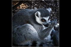 Melbourne Zoo Outing (Bob Clothier ©)