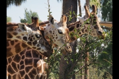 Melbourne Zoo Outing (Paul Palcsek ©)