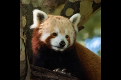 Melbourne Zoo Outing (Nicole Andrews ©)