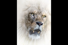 Melbourne Zoo Outing (Carolyn Brandt ©)