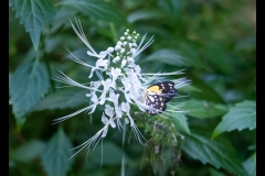 Melbourne Zoo Outing (Michelle Brasington ©)