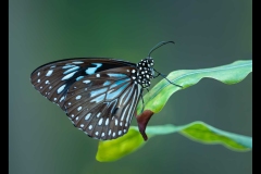 Melbourne Zoo Outing (Nicole Andrews ©)