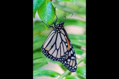 Holding On - Melbourne Zoo Outing (Jim O’Donnell ©)