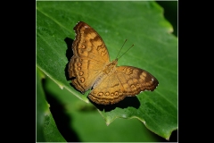 Melbourne Zoo Outing (Bob Clothier ©)