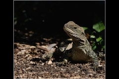 Melbourne Zoo Outing (Bob Clothier ©)