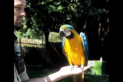 Melbourne Zoo Outing (Joe Hajdu ©)