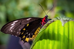 Melbourne Zoo Outing (Carolyn Brandt ©)