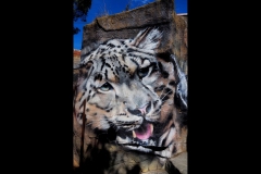 Melbourne Zoo Outing (Joe Hajdu ©)