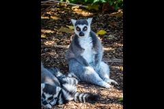 Melbourne Zoo Outing (Norman Blaikie ©)