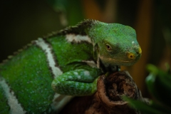 Melbourne Zoo Outing (Norman Blaikie ©)